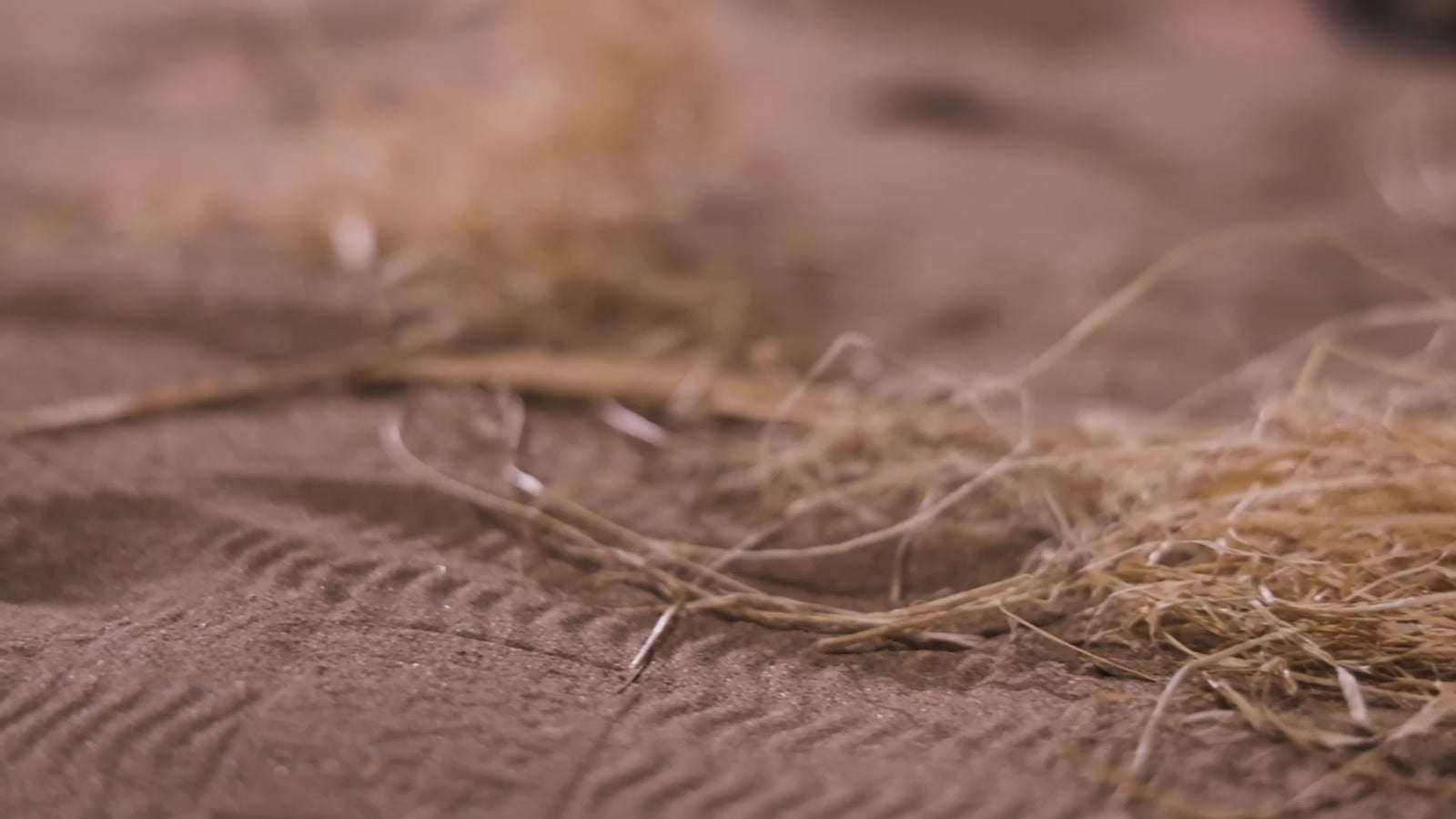 la isla muñeca sexual (Dolls Castle 156 cm Copa E #A1 TPE) EXPRESS